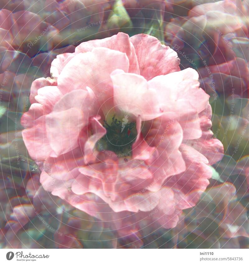 Filter game - Rose Plant pink Blossom effect Kaleidoscope filter Light bending Refraction optical illusion Abstract Filter play