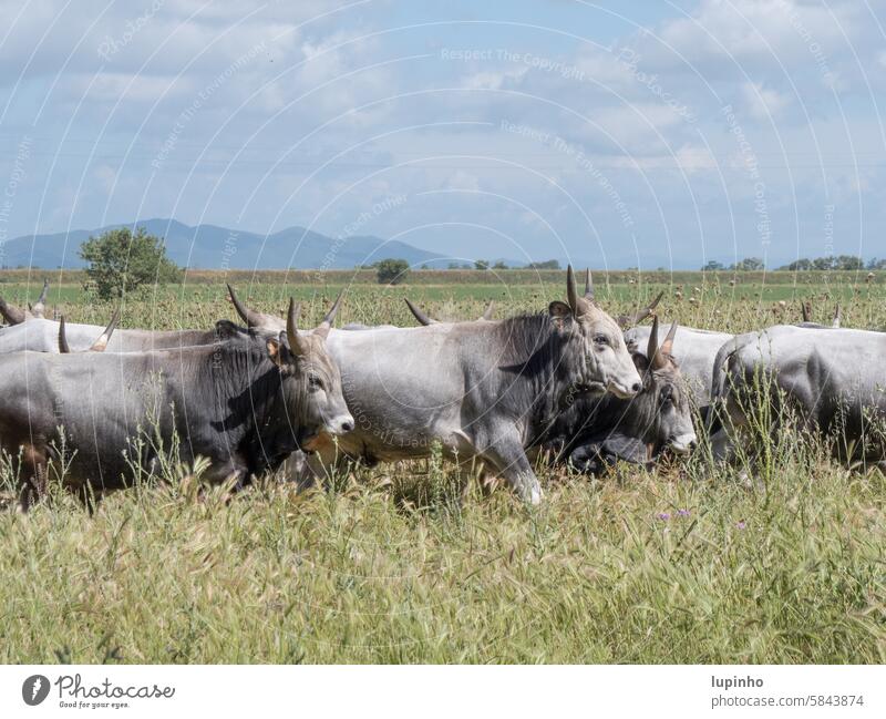 Chianina cattle walk through the meadow in rows of two chianina Tuscany grey white cloudy Meadow grasses mountains Nature nature park Landscape Grass Spring