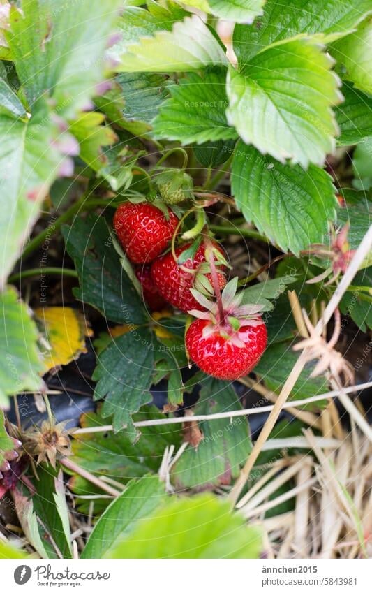 Strawberry plant with ripe red and unripe green strawberries in a strawberry field Summer fruit Pick Red Country life Harvest - plant Fruit Fresh Field