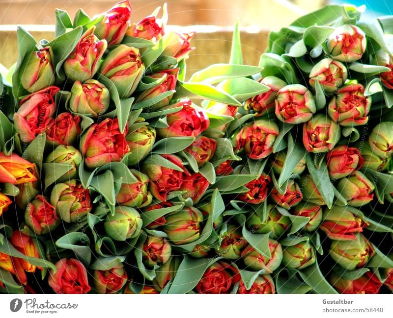 Tulips without end Flower Green Red Yellow Spring Blossom Leaf Heap Multiple Beautiful Bud Many