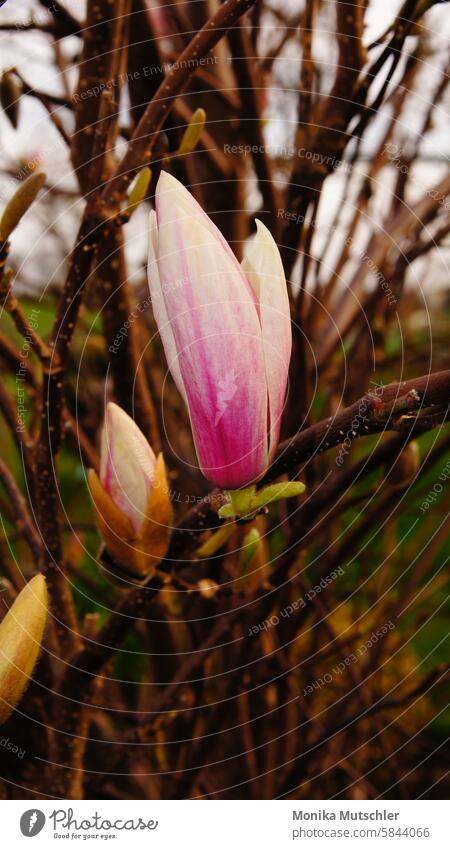 magnolia Magnolia blossom Blossom Pink Magnolia tree Nature Blossoming pretty Colour photo Delicate Bud Spring Magnolia plants Tree Spring fever naturally Plant