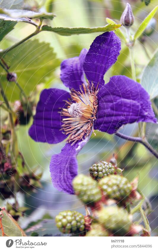 Clematis meets blackberry Nature plants Creeper Fruit Immature creeper varieties large-flowered blue purple