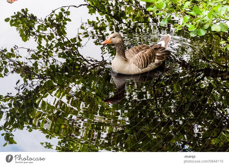 Photobombing Goose Water Pond Lake Reflection Nature Animal Swimming & Bathing Bird Wild animal Duck birds Beak Feather Light Animal portrait Surface of water