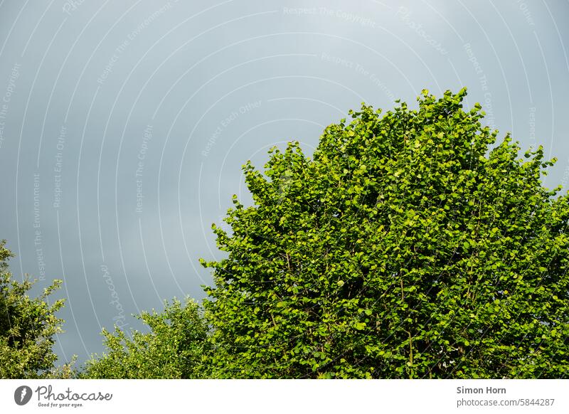 gray sky behind green trees Gray Green Sky grey sky rainy Rain Treetop Contrast Change in the weather unsteady Weather Dark Bad weather Nature