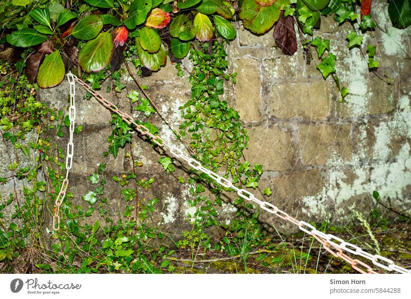 Barrier chain on an overgrown wall Wall (barrier) Chain cordon Shut-off chain Passage Environmental protection Private Real estate mark interdiction creeper