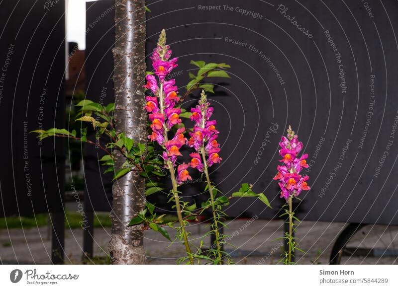 Snapdragons blooming next to a tree trunk and against a dark background snapdragon blossom Blossom Tree trunk Flower Violet snapdragons splotch of paint