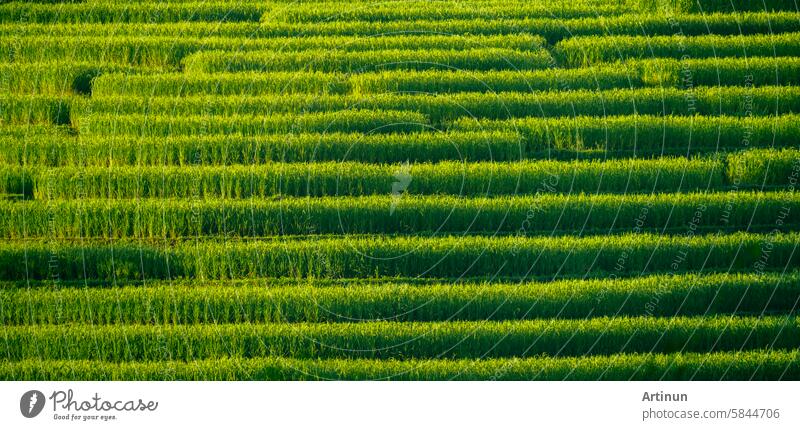 Landscape of green rice terrace with sunlight. Nature landscape. Green rice farm. Terraced rice fields. Travel destinations. Green environment. Organic rice farm. Green agricultural landscape.