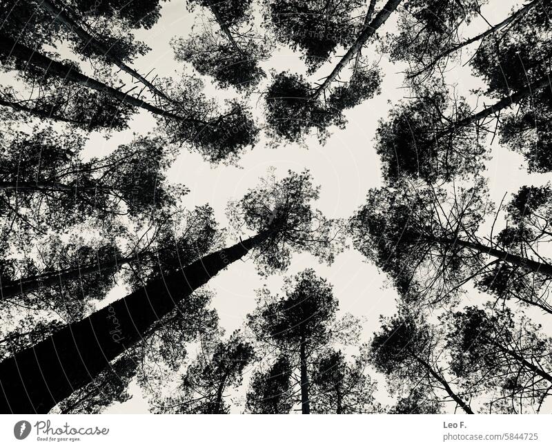 Treetops in a dense pine forest, showing the peace and beauty of nature. Bottom view supervision arboric trees Leaf canopy tree trunks Comforting botanical