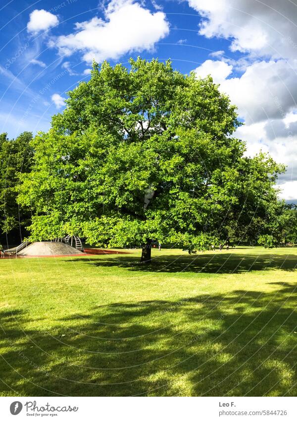A large oak tree with green leaves stands in Munich's Hirschgarten park on a sunny day with a blue sky and white clouds. Branch Outdoor scene Tree Blue sky