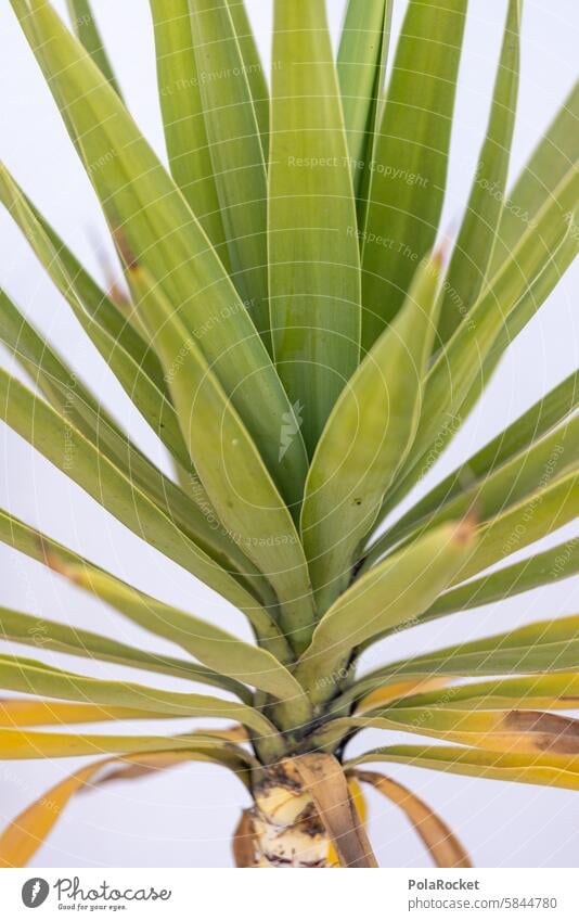 #A0# Mediterranean green Green palm growth south Spain Plant