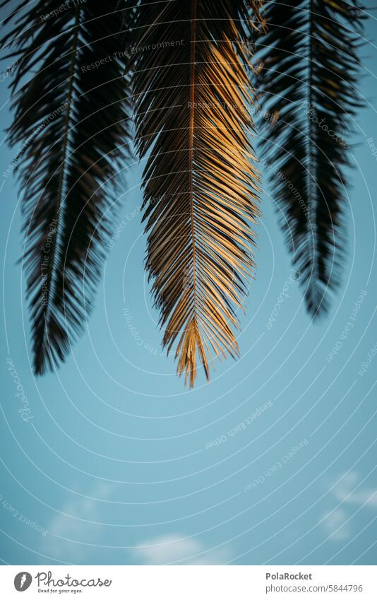 #A0# Palm sheen Palm tree palms Palm frond Palm beach palm branches palm garden Palm leaf wallpaper palm leaves Idyll Summer Summer vacation Summertime Summery