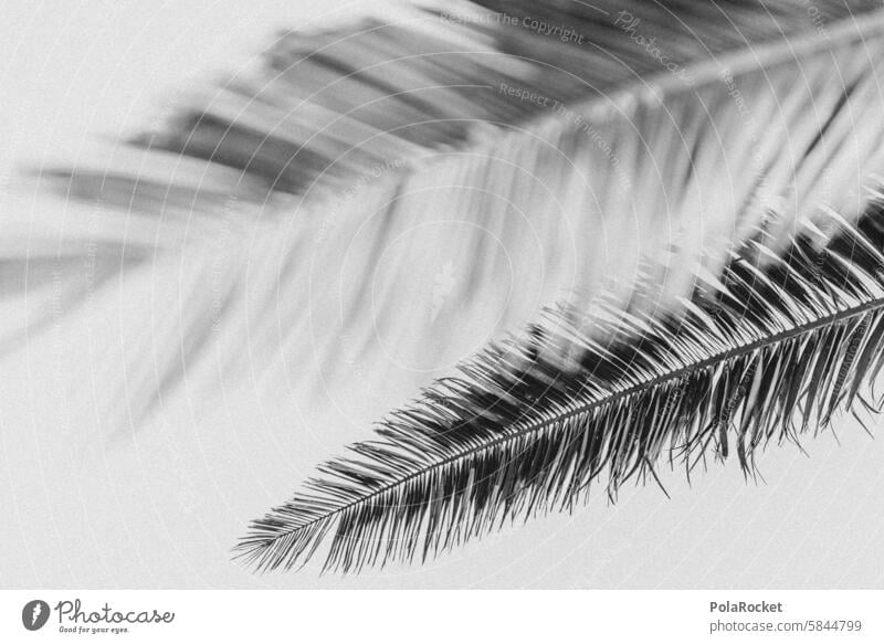#A0# Palm black Palm tree palms Palm frond Palm beach palm branches palm garden Palm leaf wallpaper palm leaves Black Black & white photo black-and-white Idyll