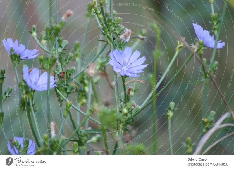 Closeup of blue common chicory flowers with green blurred plants on background summer garden natural closeup herb bloom field nature wild beauty asteraceae