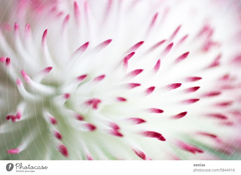 Macro daisy in white with red tips Blossom Flower Daisy Bellis Bellis perennis Close-up Blossoming Plant Meadow Macro (Extreme close-up) pretty White Pink