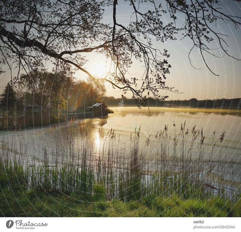 leisure hour Pond Morning Reeds Back-light Landscape Nature Environment Lake Water Lakeside Beautiful weather Sunlight Idyll Colour photo Exterior shot Deserted