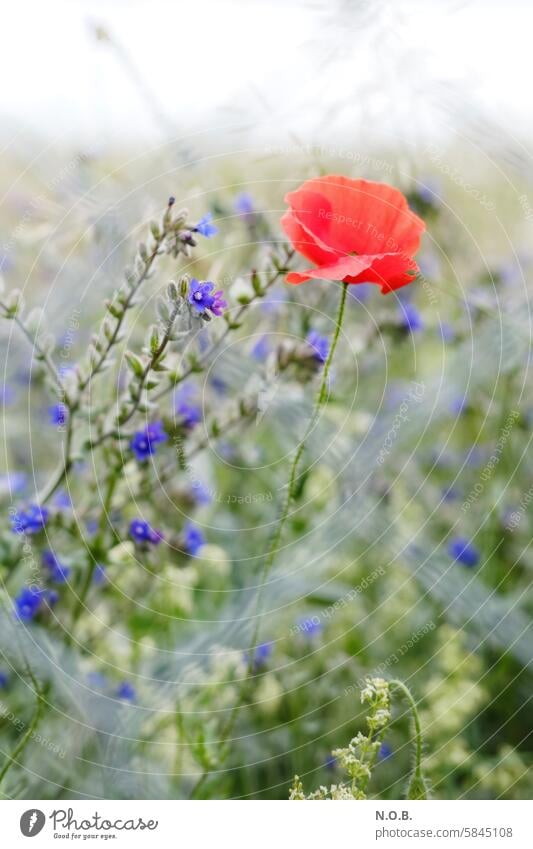Poppy through fence, bright and cool Poppy blossom poppy flower chill Shallow depth of field Flower Plant Summer Red Nature Blossom Exterior shot Colour photo