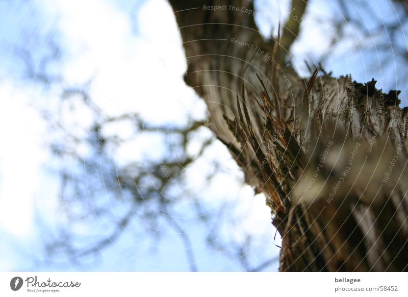 jutting tree Tree Tree bark Clouds Exterior shot Large Worm's-eye view Sky Blue Branch Tall Level