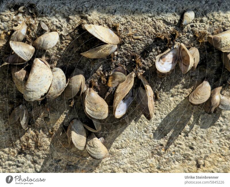 Invasion of quagga mussels in Lake Constance Quagga scallop Triangular shell Dreissena rostriformis bugensis freshwater mussel Mussel Mussel shell