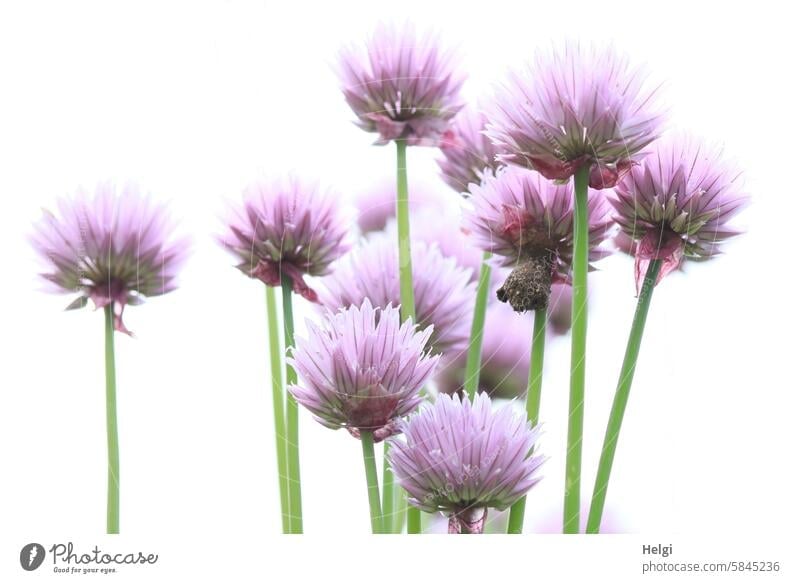 Chives in bloom against a light background Chive blossoms Plant Herb garden seasoning stalk Blossom bright background Herbs and spices Nature Agricultural crop