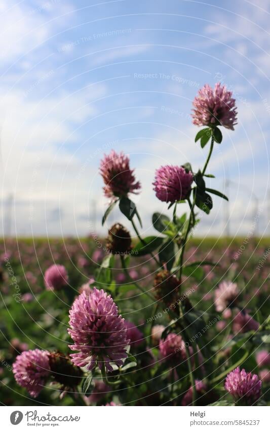 Blooming red clover in a field Plant Clover Red clover Field Fodder plant Landscape Nature wind farm Sky Clouds Beautiful weather blossom wax Summer