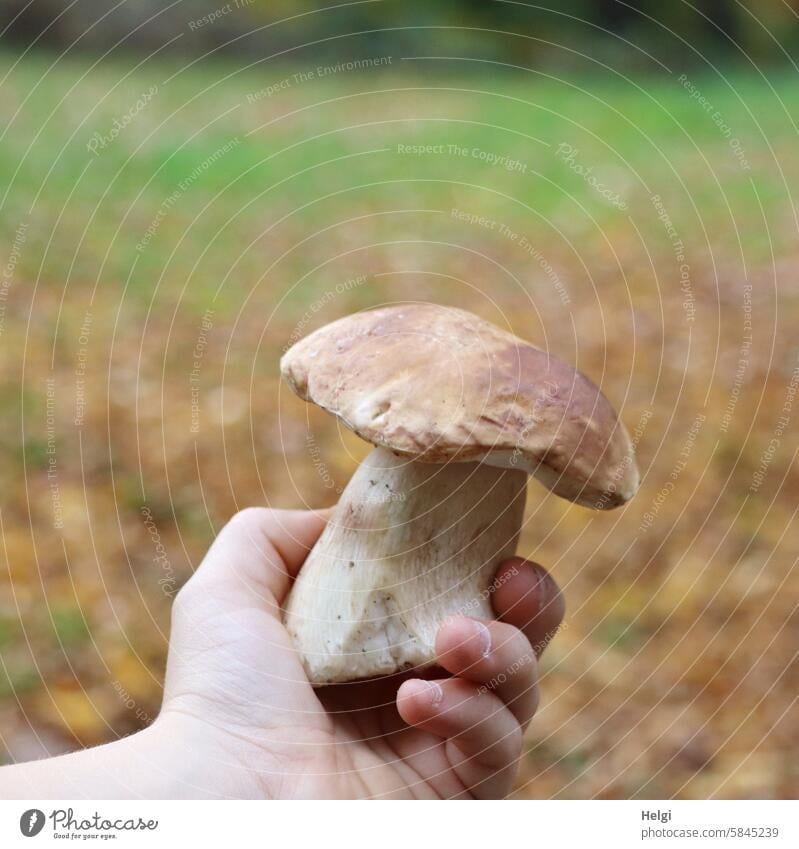 Porcini mushroom in the hand of a child boletus Mushroom mushroom search Hand stop To hold on splendid specimen Autumn Nature Edible Food Brown Fresh naturally