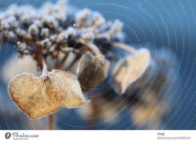 withered hydrangea blossom with hoarfrost Hydrangea Hydrangea blossom Transience transient Faded Hoar frost Winter Frost ice crystals chill Cold Nature Frozen