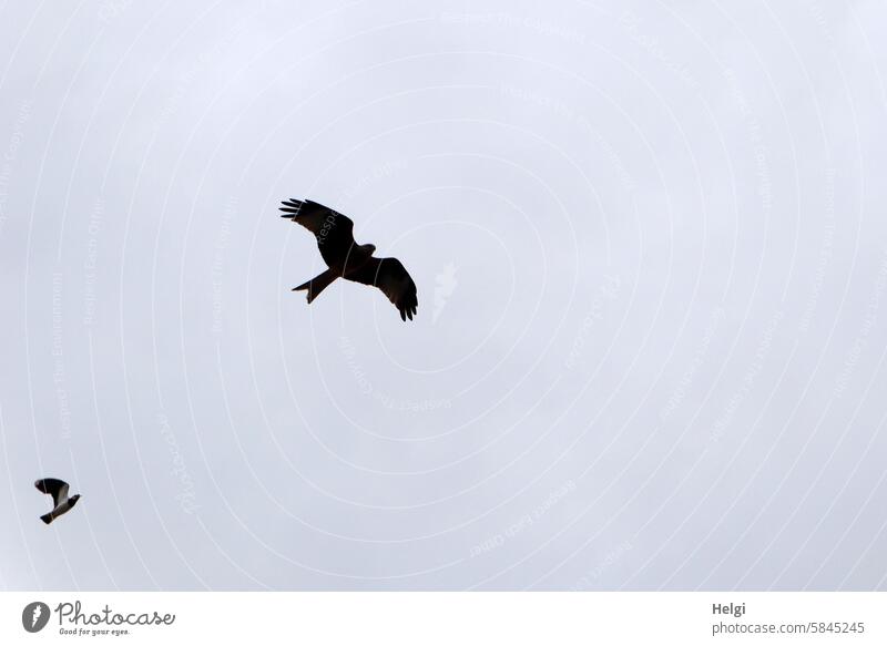 Lapwing chases away a kite against a gray-blue sky Bird lapwing Kite Sky Clouds cloudy Flying drive sb./sth. away Attack Bird of prey Exterior shot Animal