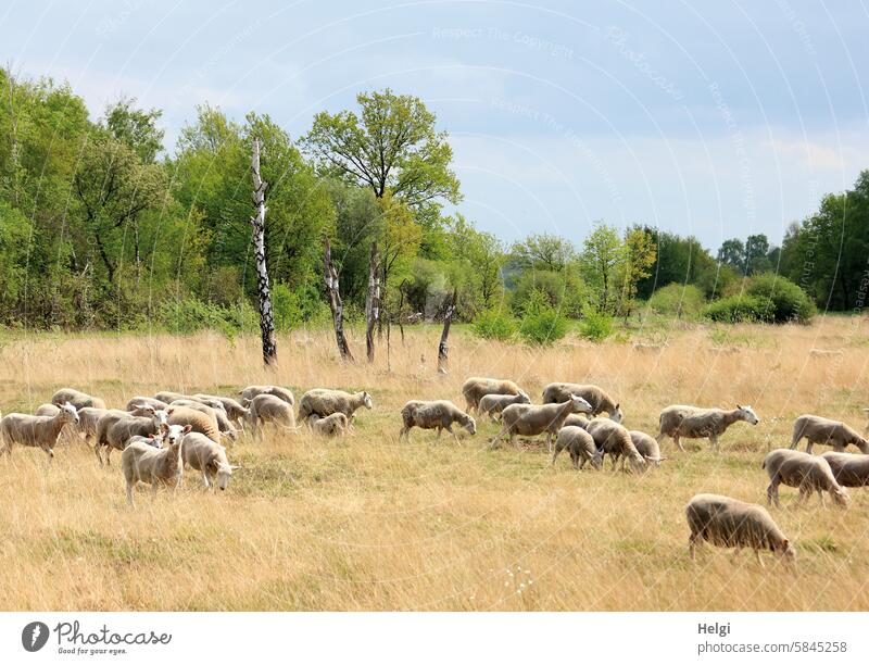 Flock of sheep in the moor Animal Mammal Farm animal Bog moorland Hiller Moor Landscape Nature Deserted Exterior shot Meadow Group of animals Colour photo Herd