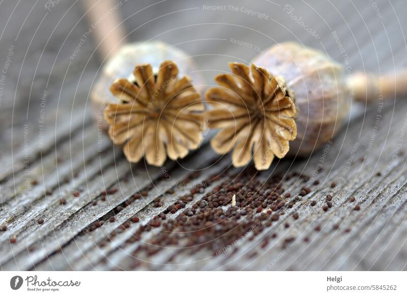 Ripe poppy capsules with seeds Poppy Poppy capsule poppy seed Seed Wood Close-up Macro (Extreme close-up) Nature Shallow depth of field Exterior shot Deserted