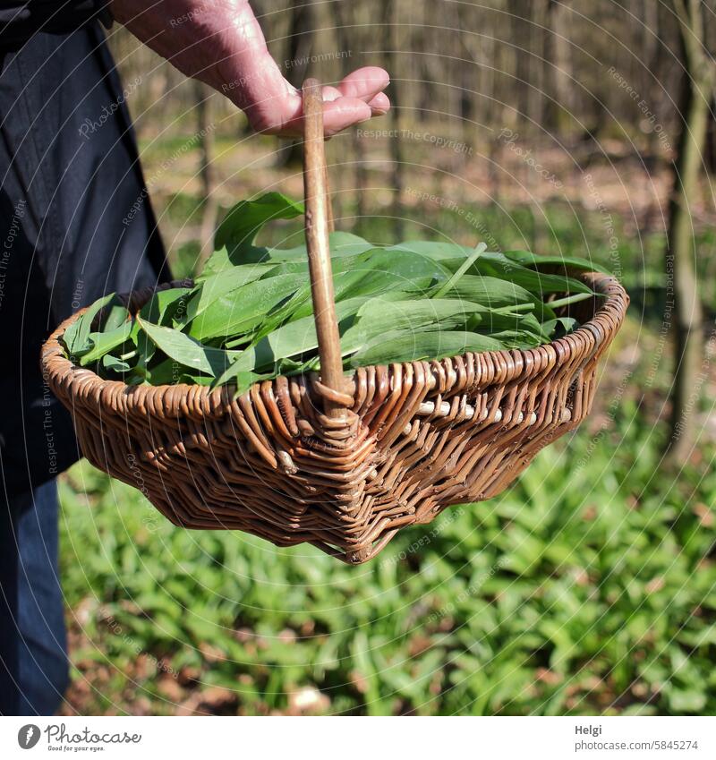 Wild garlic harvest in the forest Club moss Wild garlic forest Spring seasoning aromatic herb Delicious salubriously Basket Hand To hold on Carrying Food Plant