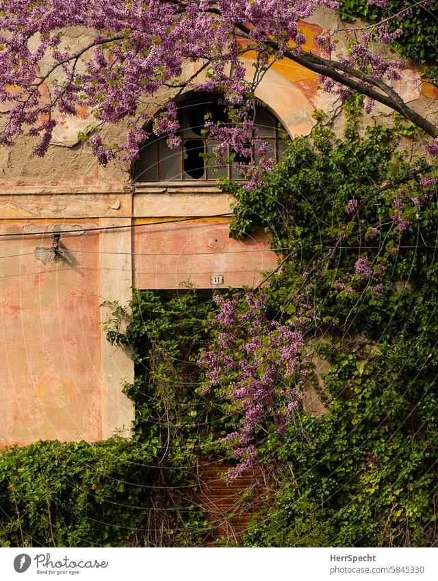 Parts of an old, dilapidated harbor in Trieste, overgrown with plants lost places Building Decline Past Change Deserted Transience Derelict Ruin Ravages of time