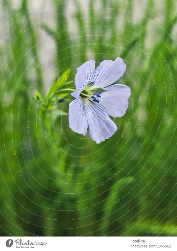 Flax flower Flax Flower Nature Plant Blossom Green Spring Blossoming Colour photo Garden Shallow depth of field Detail Agricultural crop Flax plants Blue