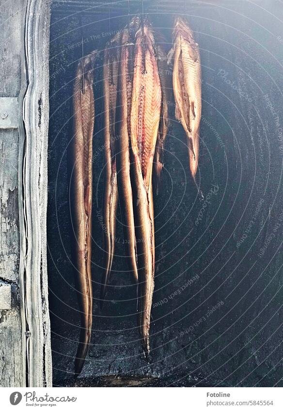 Freshly smoked fish hanging in the smoker. How it smells... Fish Food Nutrition Food photograph Eating Kipper smoke oven Smoked Aromatic Black Brown Gray Animal