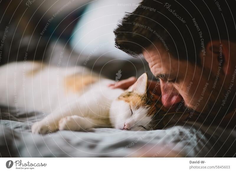 Pets - Man stroking his cat Cat Caress affectionately Trust Smooth To enjoy tranquillity Sleep Purr Love Soft Pelt