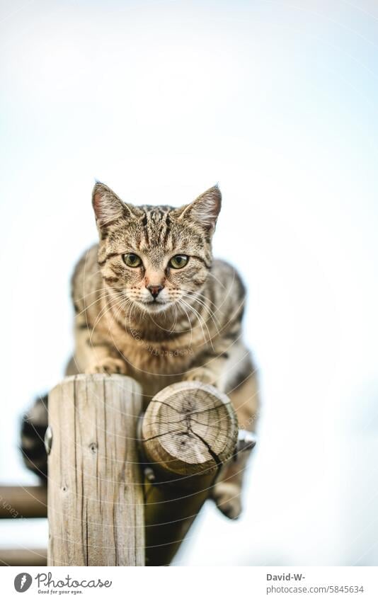 Cat on a climbing frame looking into the camera pretty Observe Climbing Tall Above Tabby cat Animal portrait Pet attention especially focused concentrated Cute