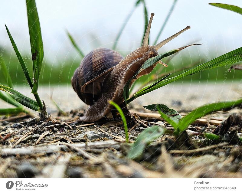 A vineyard snail climbs a blade of grass as if it were the Alps. The blade of grass can take it! Crumpet Snail shell Animal Feeler Slowly Slimy Close-up creep