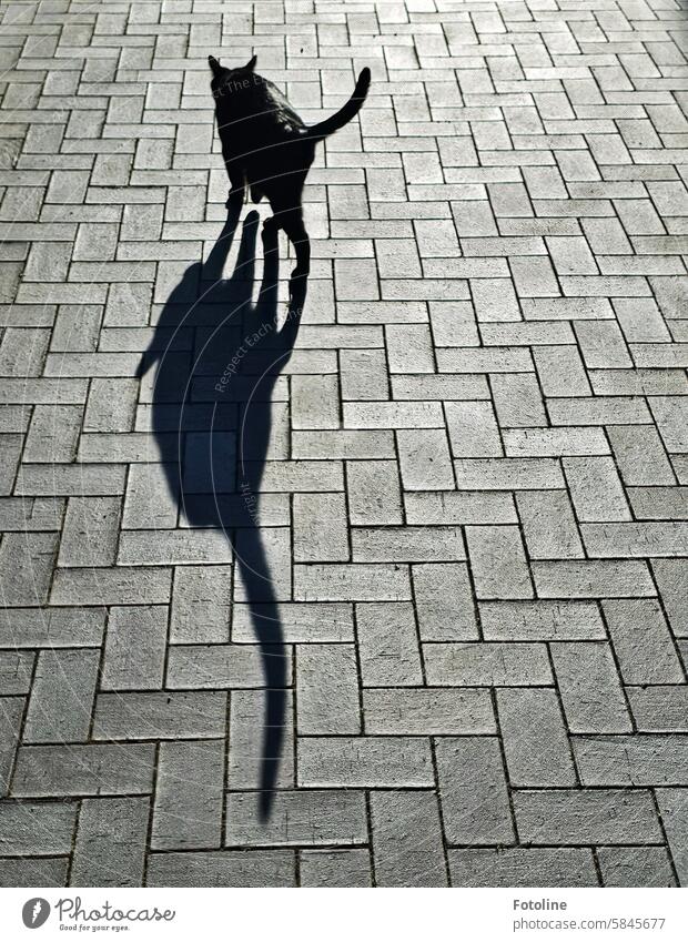 Hokus, pokus, fiedibus... 2 times black tomcat. Shadow Light and shadow Shadow play shadow cast Sunlight Silhouette Mood lighting daylight floor walkway slabs
