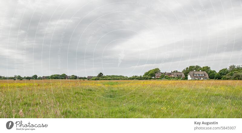 Flowering pastures Salt grass meadows Summer 2024 salt marshes Wetlands grasses colors Salt marsh view by the wayside Grass Meadows Meadows Margeiten