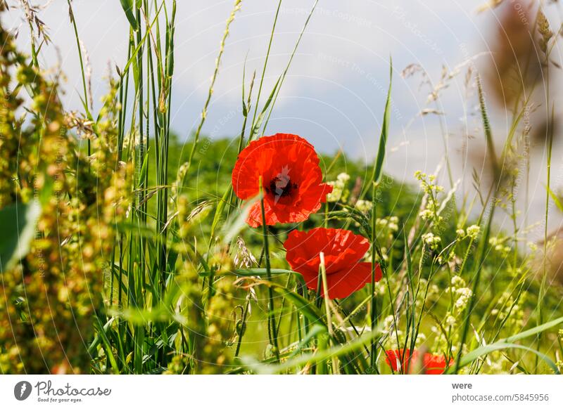 Red poppy blossoms between meadow grasses in early summer Blossoms Herb blooming copy space field flowers meadow herb nature nobody plant red red poppy flowers