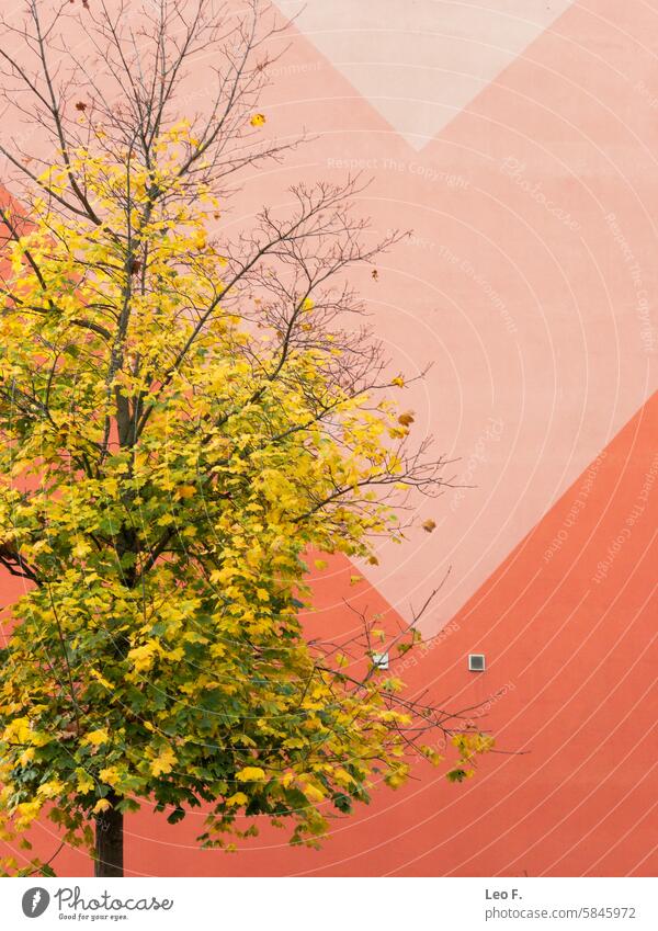View of a tree with yellow leaves in front of an orange wall with geometric patterns that highlight autumn colors in an urban environment. aum Botany Leaf