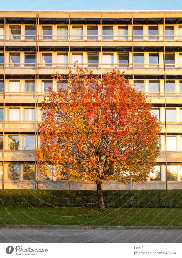 Colorful maple tree with bright red, yellow and orange leaves in front of a building facade Architecture Tree variegated bush botanical out Individual colors