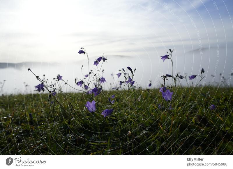 Morning mist in the Black Forest Nature Landscape Fog Environment Moody Deserted Morning fog flowers Misty atmosphere morning mood Light Shroud of fog Dawn Calm