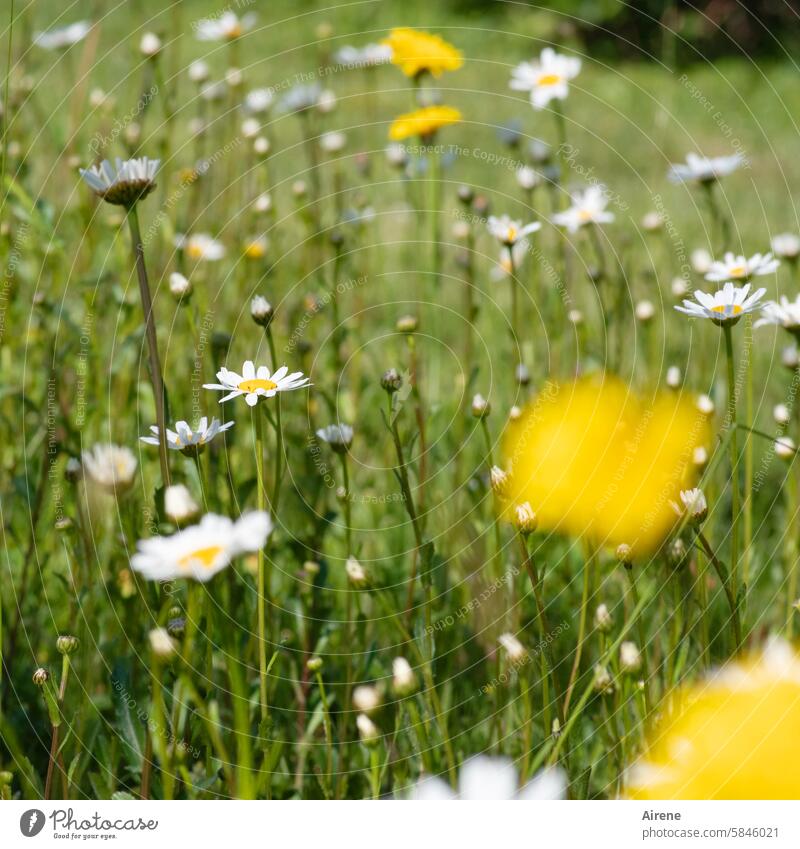 I dreamed of colorful flowers Flower meadow marguerites Meadow Delicate wild flowers Green Summer Dream White Meadow flower petals pretty naturally blossom