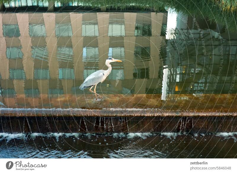 Heron at Potsdamer Platz Architecture on the outside avant garde Bauhaus Berlin Berlin Philharmonic Habitat Facade Body of water Grey heron Hans Scharoun