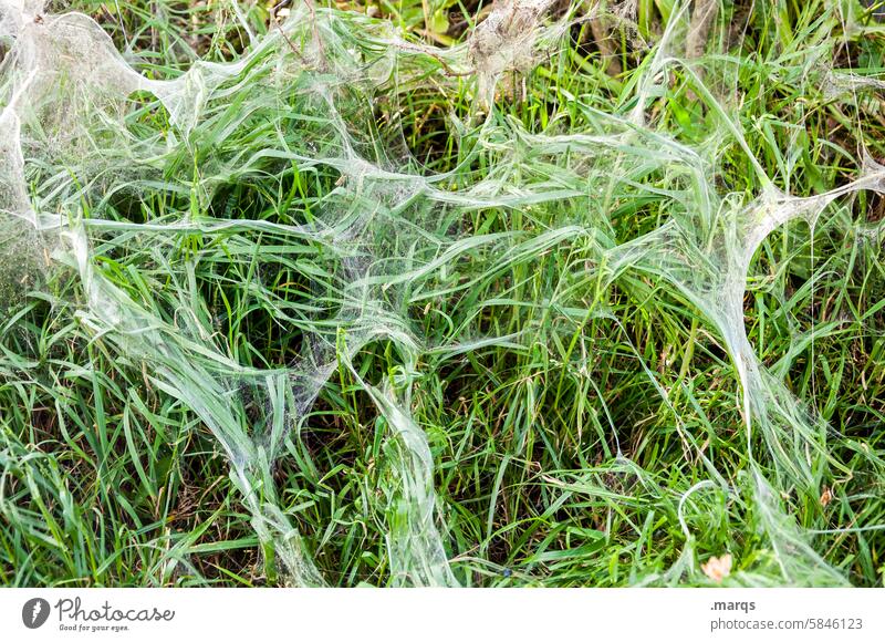 web ermine moth Cobwebby Delicate Pattern Network Nature Close-up Gossamer Natural phenomenon Bizarre Creepy spinning threads Damp Spring insects Grass Green