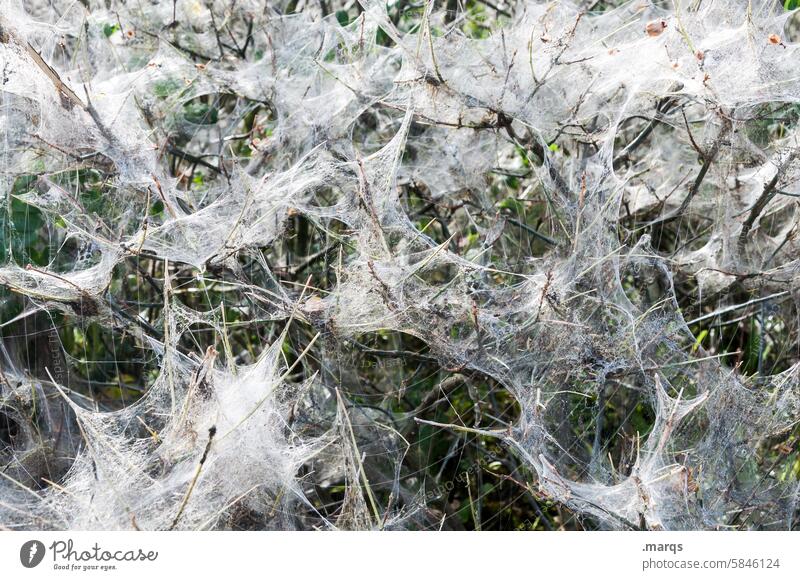 web Structures and shapes Green Grass Spring Damp spinning threads Bizarre Natural phenomenon Gossamer Net Network Nature Pattern Delicate Cobwebby ermine moth