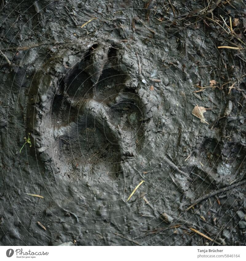 Paw print in the mud - I wonder what the dog looks like? Imprint Pawprint Footprint track search slush in the wood after the rain Tracks trace footprints Sludgy