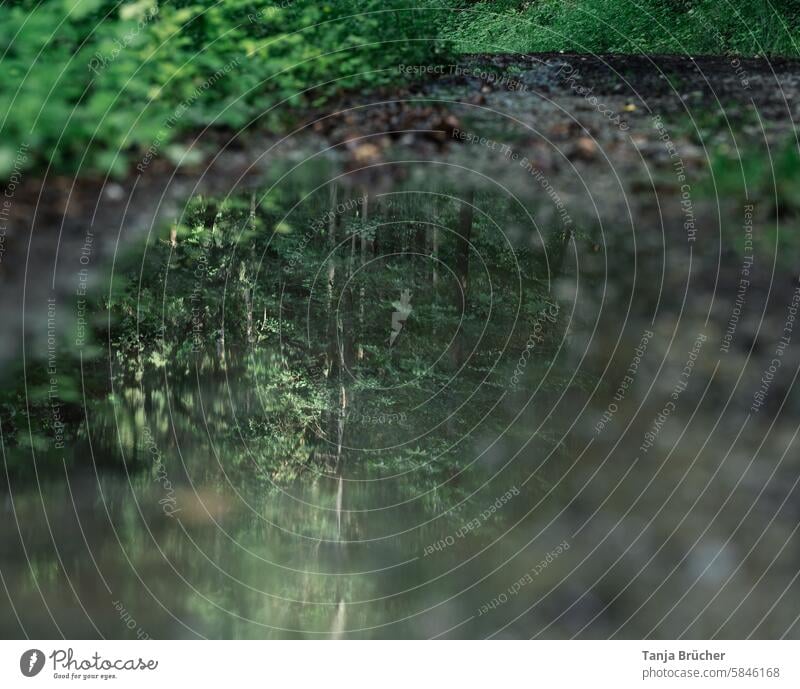 Forest in the puddle trees Puddle after the rain reflection Wet Reflection Weather Rain Rainy weather Bad weather Water Lanes & trails Nature forest path