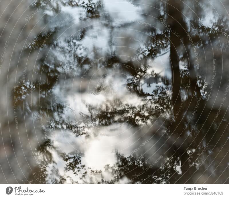 Reflection in the puddle Forest trees Leaf canopy Treetops Puddle after the rain reflection Reflection in the water Forms and structures Wet Blue sky Weather