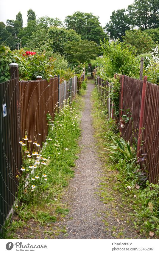 UT Leipzig - bright to cloudy I Path through an allotment garden with garden fences and blooming flowers off Garden fences plants Allotments Flowers and plants